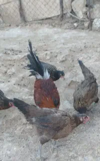 مرغ و خروس