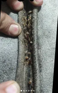 سمپاشی 100/تضمینی ساس سوسک کنه موش موریانه