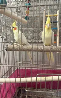 عروس هلندی مولد