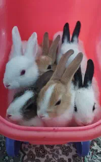 خرگوش