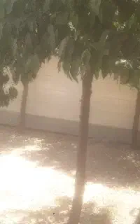 انجیر در کوار