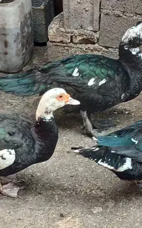 اردک اسرائیلی یک نر و دوماده سنگین وزن