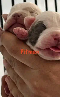 سگ گارد و نگهبان پیتبول