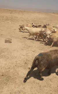 فروش ۴۰راس میش ترکی درجه یک