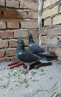 کبوتر چاپی مسافتی