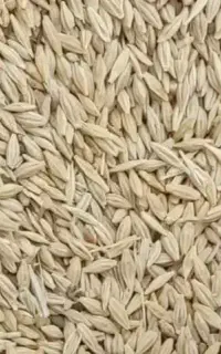 جو فروش