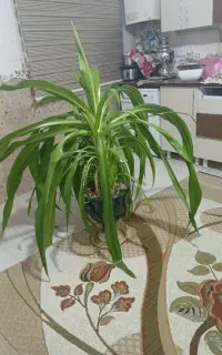 گل زیبا