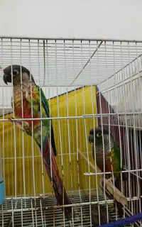 جفت طوطی