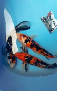 جشنواره کوی زینتی ماهی اصیل وزیبا