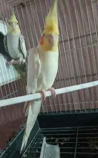 جفت عروس با قفس