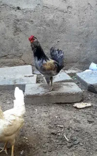 تخم مرغ گلین