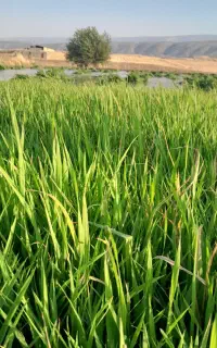نشاه برنج تویلکی چلتوک