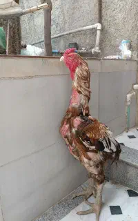 خروس ومرغ لاری