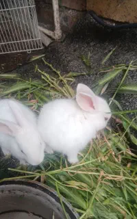 خرگوش