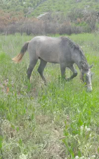 دو تا اسب و یه مادیون