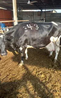 فروش گاو ابستن