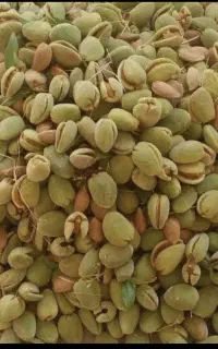بادام درختی
