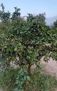 نارنگی ژاپنی