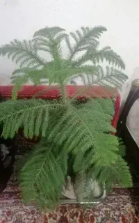 گل کاج مطبق