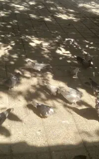 کبوتر