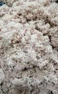 کاموا برای بالیش