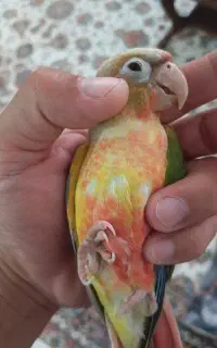 گرینچیک گم شده