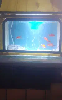 آکواریم خانگی