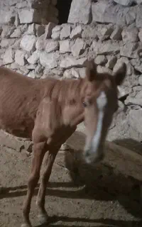 کره اسب مادیان