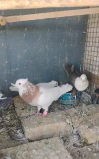 کفترگمشده