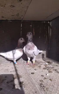 جفت سار با یه ماده سار فروشی