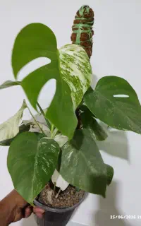 برگ انجیری ابلق