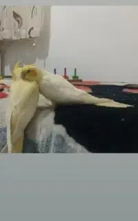 گمشده،بخونین لطفا