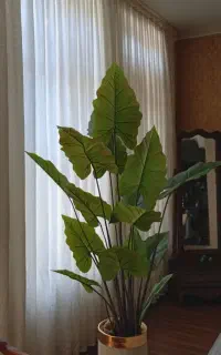 سلام آشپز ستم