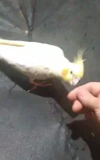 گمشده