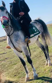 جهت کشش کرد اصیل سرو دم گیر ،فروشی نیست