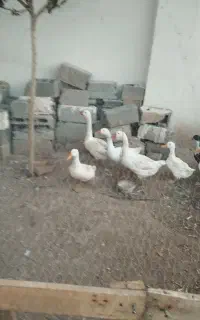 فروش حیوانات خانگی