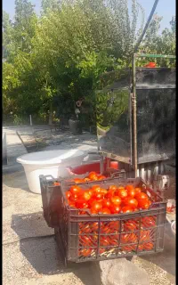 ابگیری گوجه وسایر میوه ها
