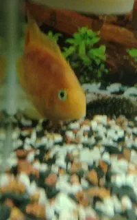 پرت معاوضه با ماهی گیاه خار هرچی