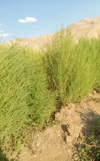 گه سک کوردی (جارو)