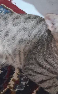 بچه گربه شش ماه