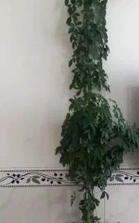 گل وگیاه