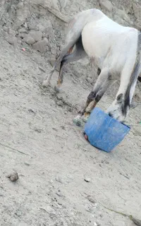 اسب خوب بلوچستان هست