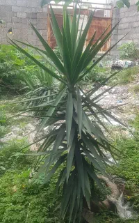 درختچه یوکا در محیط ازاد