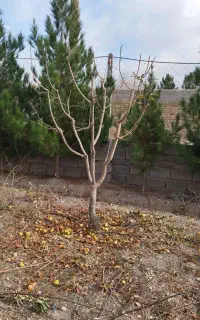 هرس و برش چوب و پیوند انواع درختان میوه