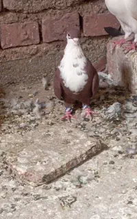 ریش سرخ نر