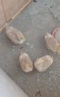 فروش جوجه بوقلمون برنز وبوربون
