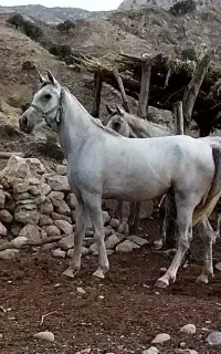 اسب نریان