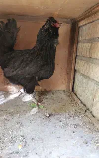 مرغ گلین لری