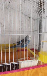 مرغ عشق انگلیسی