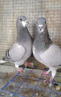 دمگیر گچی،خرقه ،سرخ،زره ی،شیویدی